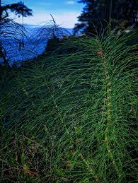 Attēlu rezultāti vaicājumam “Equisetum telmateia”