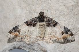 Attēlu rezultāti vaicājumam “Catarhoe cuculata”