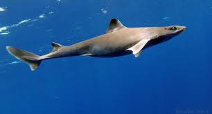 Image result for Rhizoprionodon terraenovae