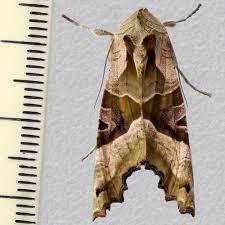 Attēlu rezultāti vaicājumam “Phlogophora meticulosa”