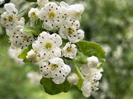 Attēlu rezultāti vaicājumam “Crataegus macracantha flower”
