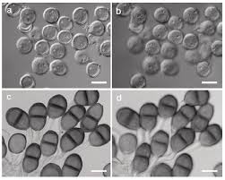 Attēlu rezultāti vaicājumam “Coleosporium sp.”
