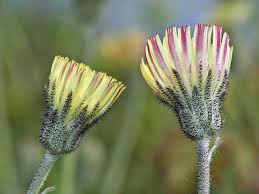 Attēlu rezultāti vaicājumam “Pilosella officinarum bud”