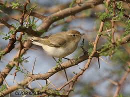 Image result for Phylloscopus orientalis