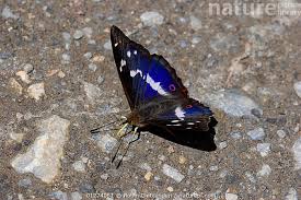 Attēlu rezultāti vaicājumam “Apatura iris male”