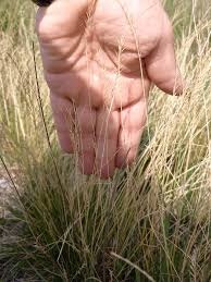 Attēlu rezultāti vaicājumam “Nardus stricta”