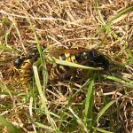 Attēlu rezultāti vaicājumam “Vespula rufa”