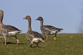 Image result for Anser fabalis