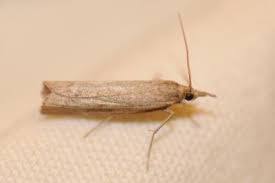 Attēlu rezultāti vaicājumam “Pediasia fascelinella”