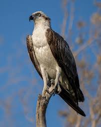 Image result for Pandion haliaetus