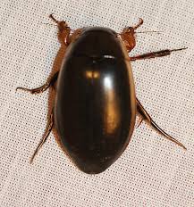 Attēlu rezultāti vaicājumam “Dytiscus sp.”