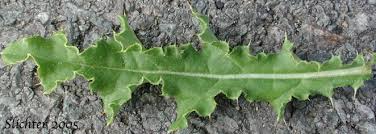 Attēlu rezultāti vaicājumam “Cirsium arvense”