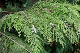 Attēlu rezultāti vaicājumam “Thuja occidentalis leaf”