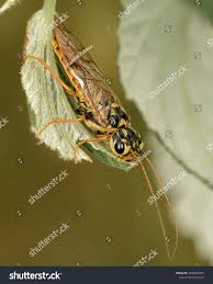 Attēlu rezultāti vaicājumam “Acantholyda posticalis”