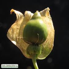 Attēlu rezultāti vaicājumam “Silene vulgaris bud”
