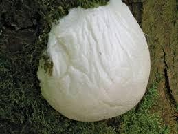 Attēlu rezultāti vaicājumam “Physarum nitens sessile”