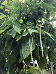 Attēlu rezultāti vaicājumam “Catalpa”