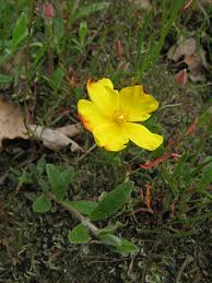 Attēlu rezultāti vaicājumam “Cistaceae”