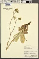 Attēlu rezultāti vaicājumam “Sonchus arvensis subsp. uliginosus fruit”