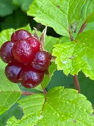 Attēlu rezultāti vaicājumam “Rubus arcticus”