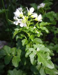 Attēlu rezultāti vaicājumam “Cardamine amara”