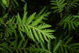 Attēlu rezultāti vaicājumam “Tanacetum vulgare leaf”