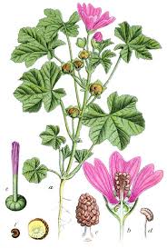 Image result for Malva sylvestris