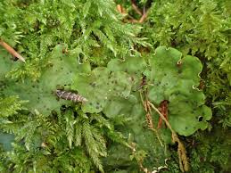 Attēlu rezultāti vaicājumam “Peltigera leucophlebia”