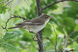 Image result for Hippolais olivetorum