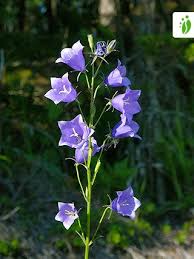 Image result for Campanula persicifolia