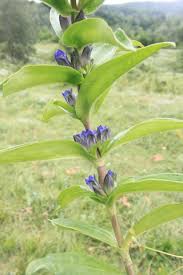 Attēlu rezultāti vaicājumam “Gentiana cruciata”
