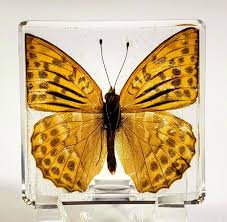 Attēlu rezultāti vaicājumam “Argynnis paphia”