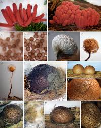 Attēlu rezultāti vaicājumam “Badhamia affinis”