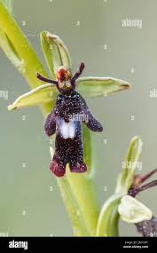 Attēlu rezultāti vaicājumam “Ophrys insectifera flower”