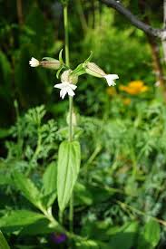 Attēlu rezultāti vaicājumam “Silene latifolia subsp. alba flower”