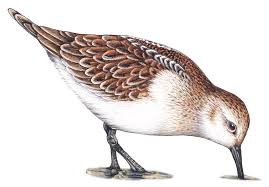 Attēlu rezultāti vaicājumam “Calidris minuta”