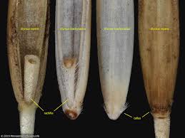 Attēlu rezultāti vaicājumam “Elytrigia repens subsp. arenosa”