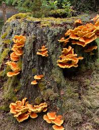 Image result for marolin tehron