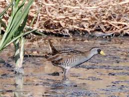 Image result for Porzana carolina