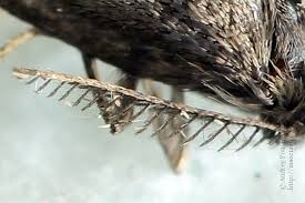 Attēlu rezultāti vaicājumam “Proutia betulina larva”