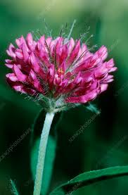 Attēlu rezultāti vaicājumam “Trifolium alpestre”