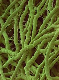 Attēlu rezultāti vaicājumam “Antrodia”