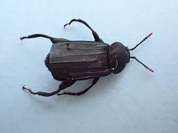 Attēlu rezultāti vaicājumam “Necrodes littoralis”