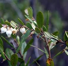 Attēlu rezultāti vaicājumam “Chamaedaphne calyculata leaf”