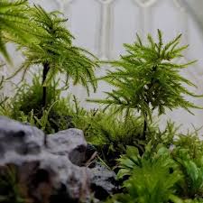 Attēlu rezultāti vaicājumam “Climacium dendroides sporophyte”