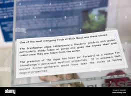 Attēlu rezultāti vaicājumam “Hildenbrandia rivularis”