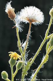 Attēlu rezultāti vaicājumam “Senecio viscosus”