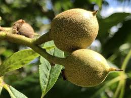 Attēlu rezultāti vaicājumam “Aesculus flava fruit”