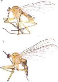 Attēlu rezultāti vaicājumam “Empididae”