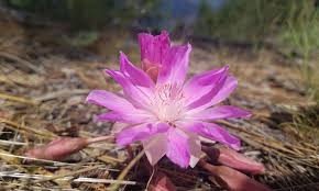 Attēlu rezultāti vaicājumam “Libanotis montana flower”